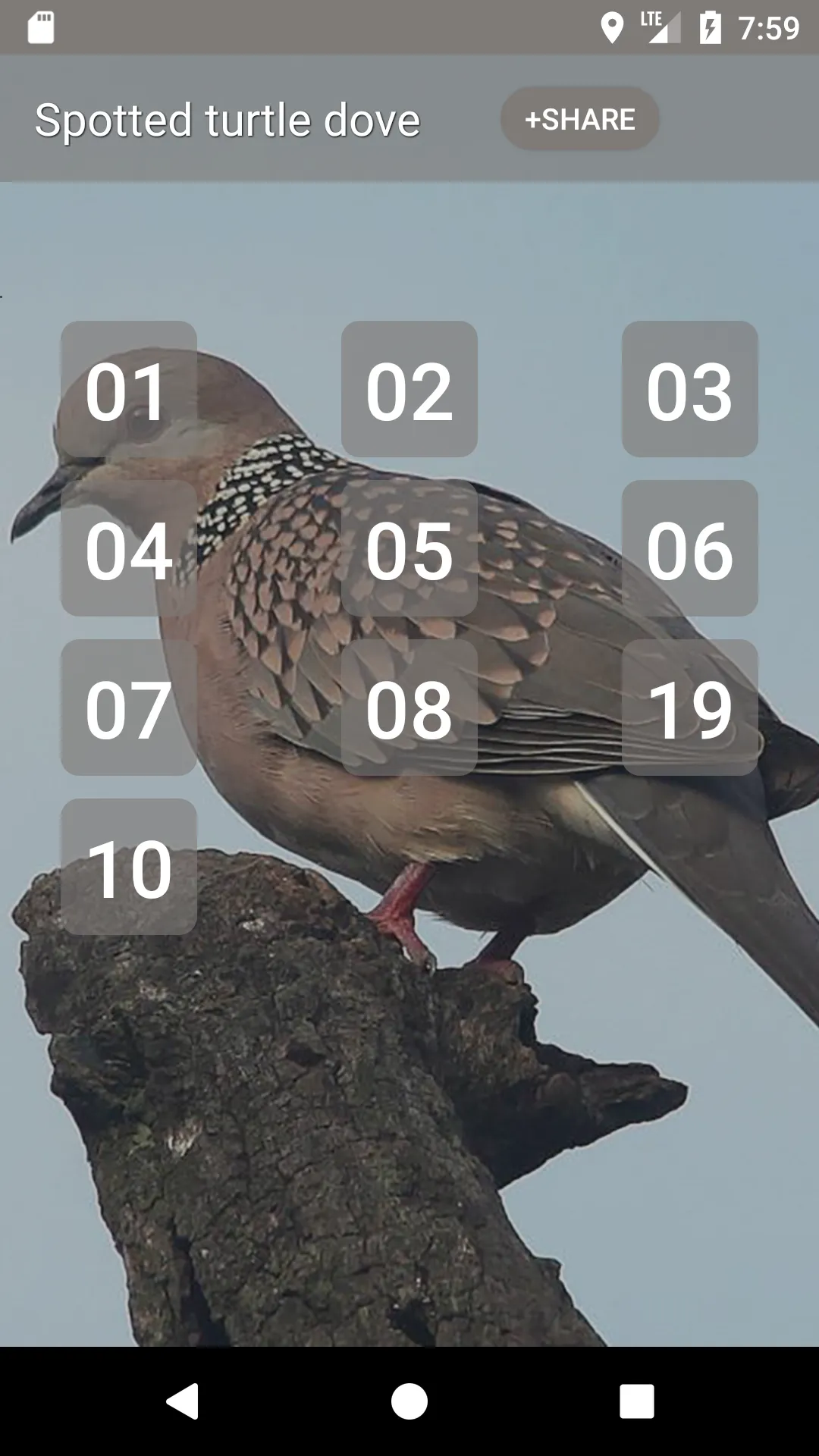 Spotted turtle dove Sounds | Indus Appstore | Screenshot