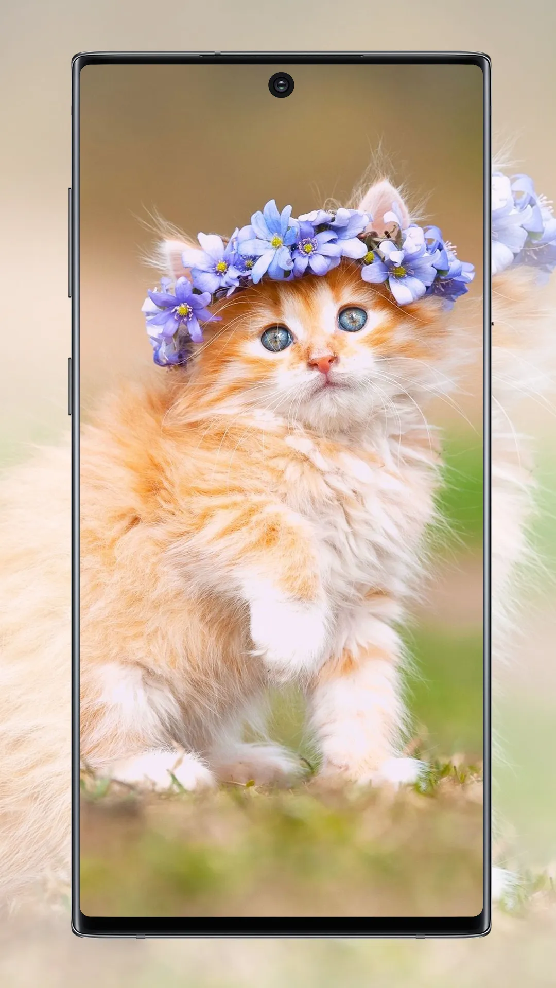 Cute Cat Wallpaper | Indus Appstore | Screenshot