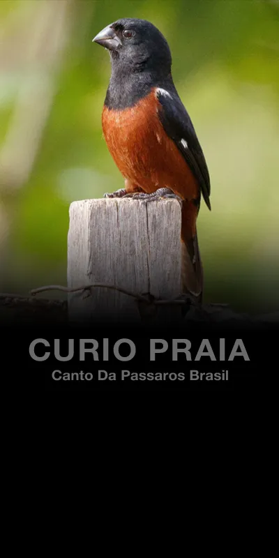 Cantos de Curio Praia | Indus Appstore | Screenshot