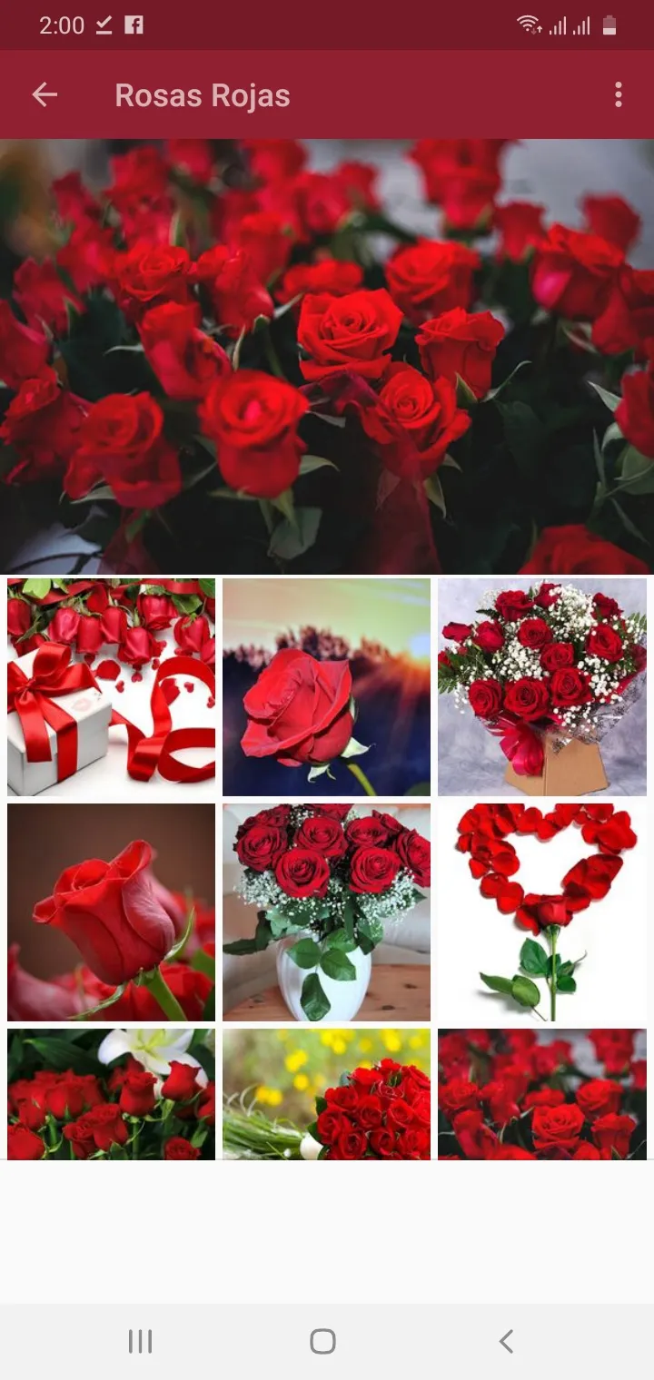 Rosas Rojas y Flores Hermosas | Indus Appstore | Screenshot