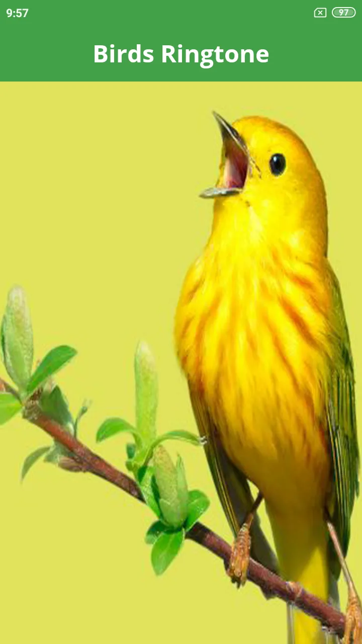 Birds Wallpaper and Song | Indus Appstore | Screenshot