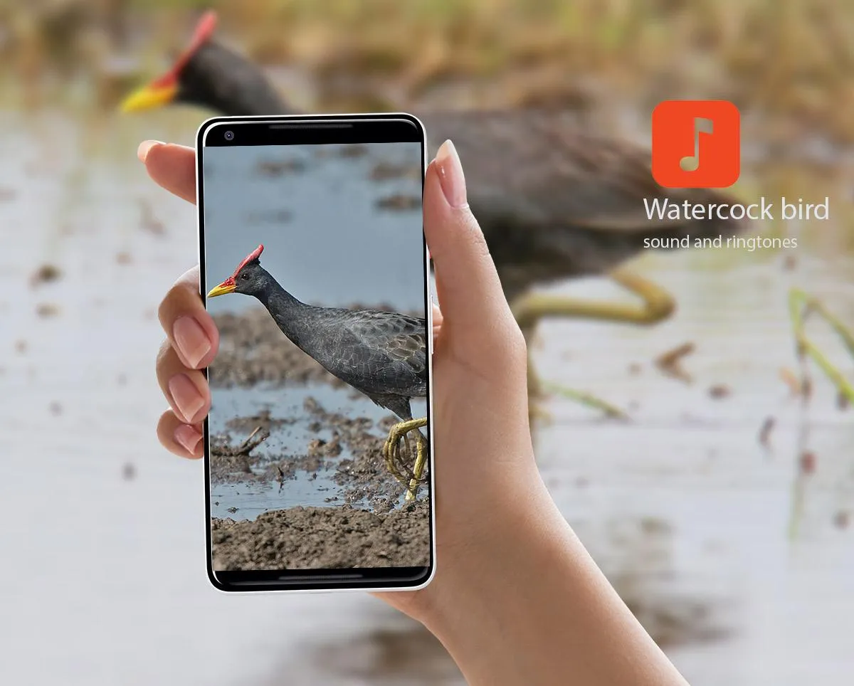 Watercock bird calls | Indus Appstore | Screenshot