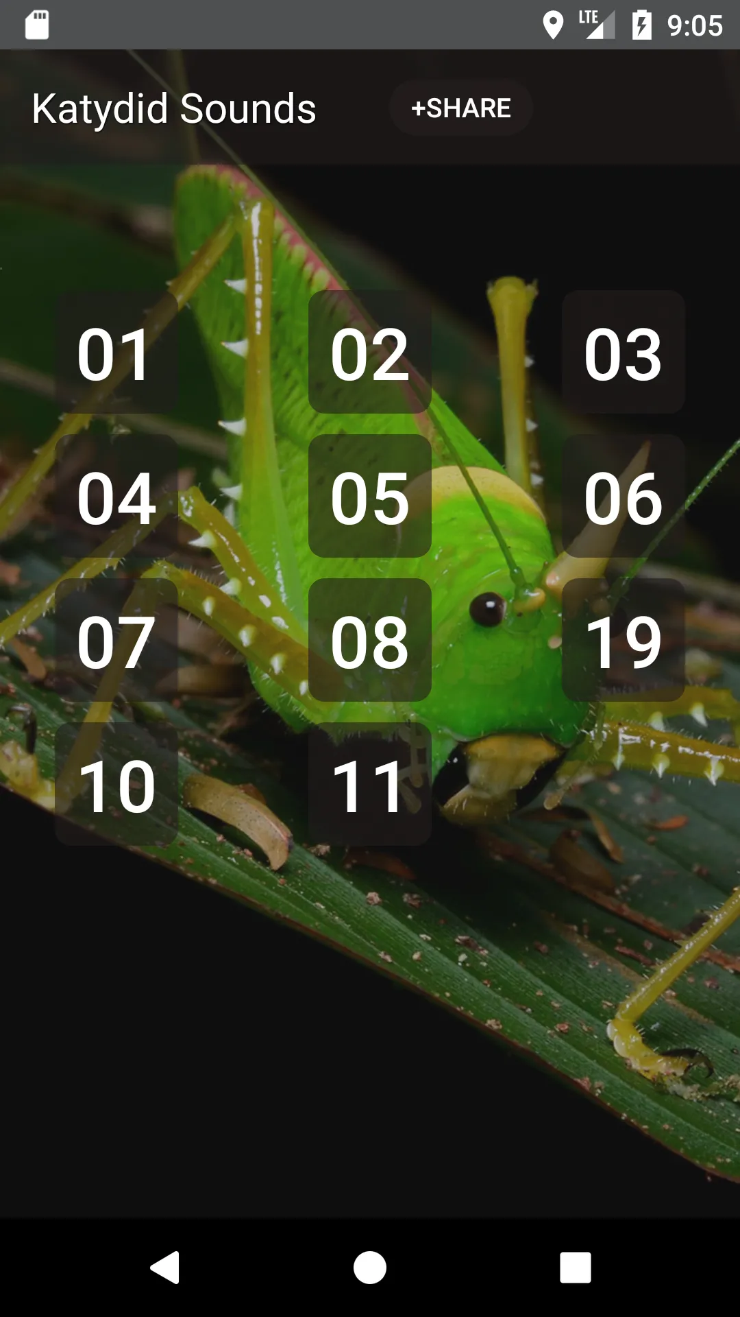 Katydid sounds | Indus Appstore | Screenshot