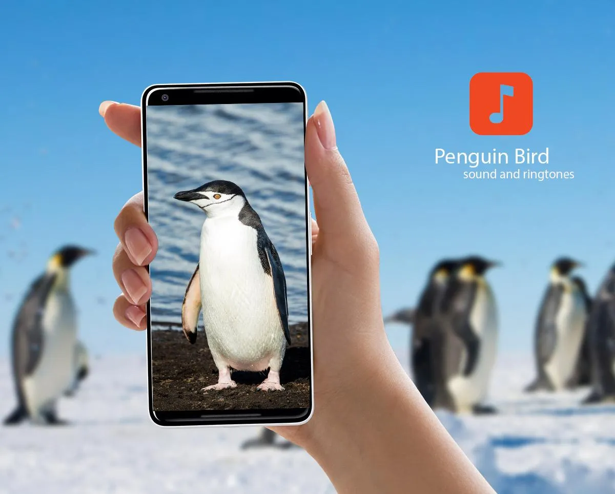 Penguin Bird Sound Effects | Indus Appstore | Screenshot