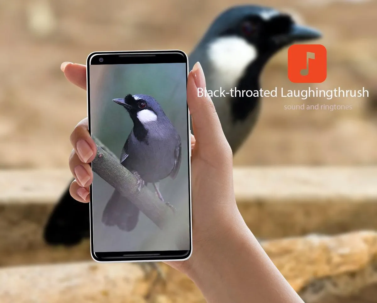 Black-throated Laughingthrush | Indus Appstore | Screenshot