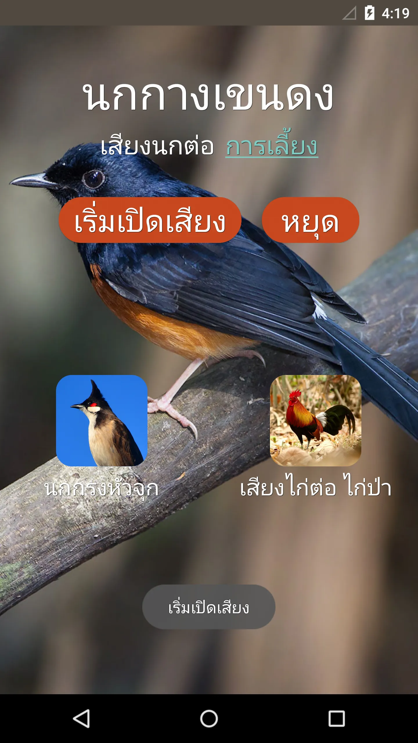 White-rumped shama | Indus Appstore | Screenshot