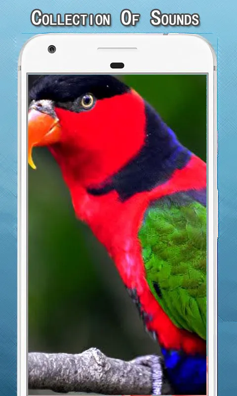 Parrot Sounds Ringtone | Indus Appstore | Screenshot