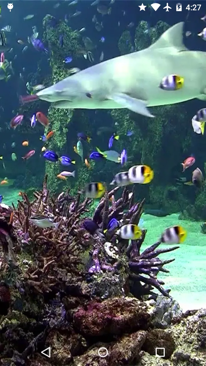 Video Wallpaper: Aquarium | Indus Appstore | Screenshot