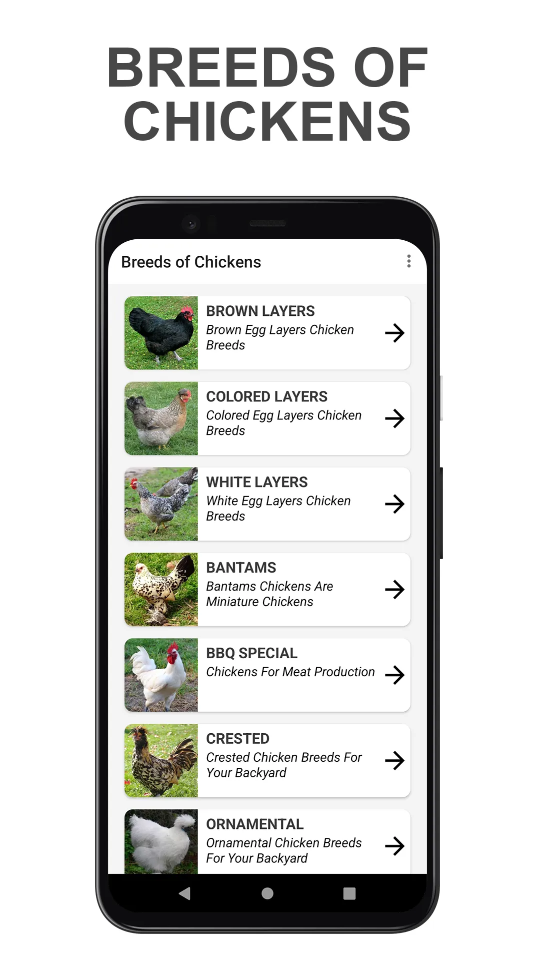 Chicken Breed | Indus Appstore | Screenshot