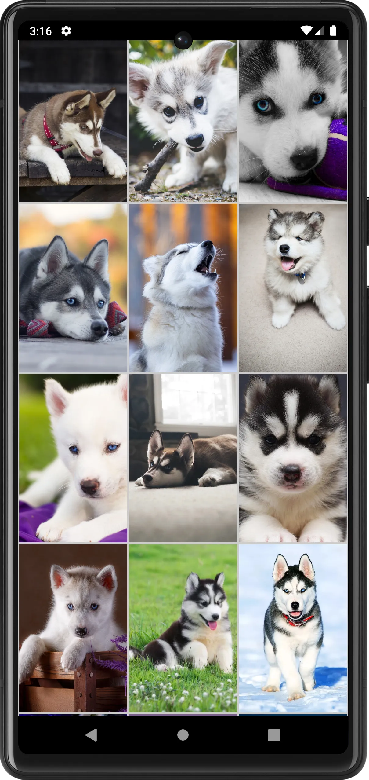 Husky Puppies Wallpapers | Indus Appstore | Screenshot