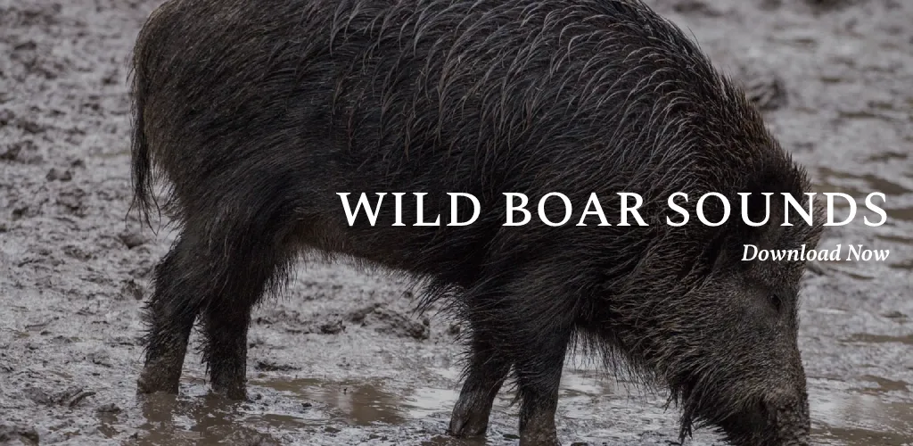 Wild Boar Sounds App | Indus Appstore | Screenshot