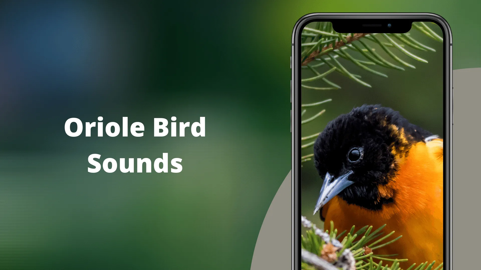 Oriole Bird Sounds | Indus Appstore | Screenshot