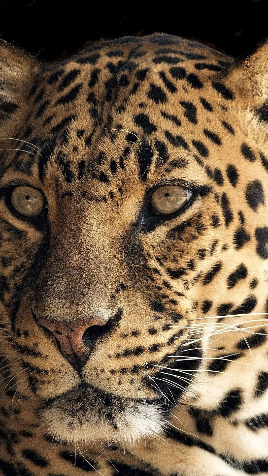 Magic Touch: Leopard Live Wall | Indus Appstore | Screenshot