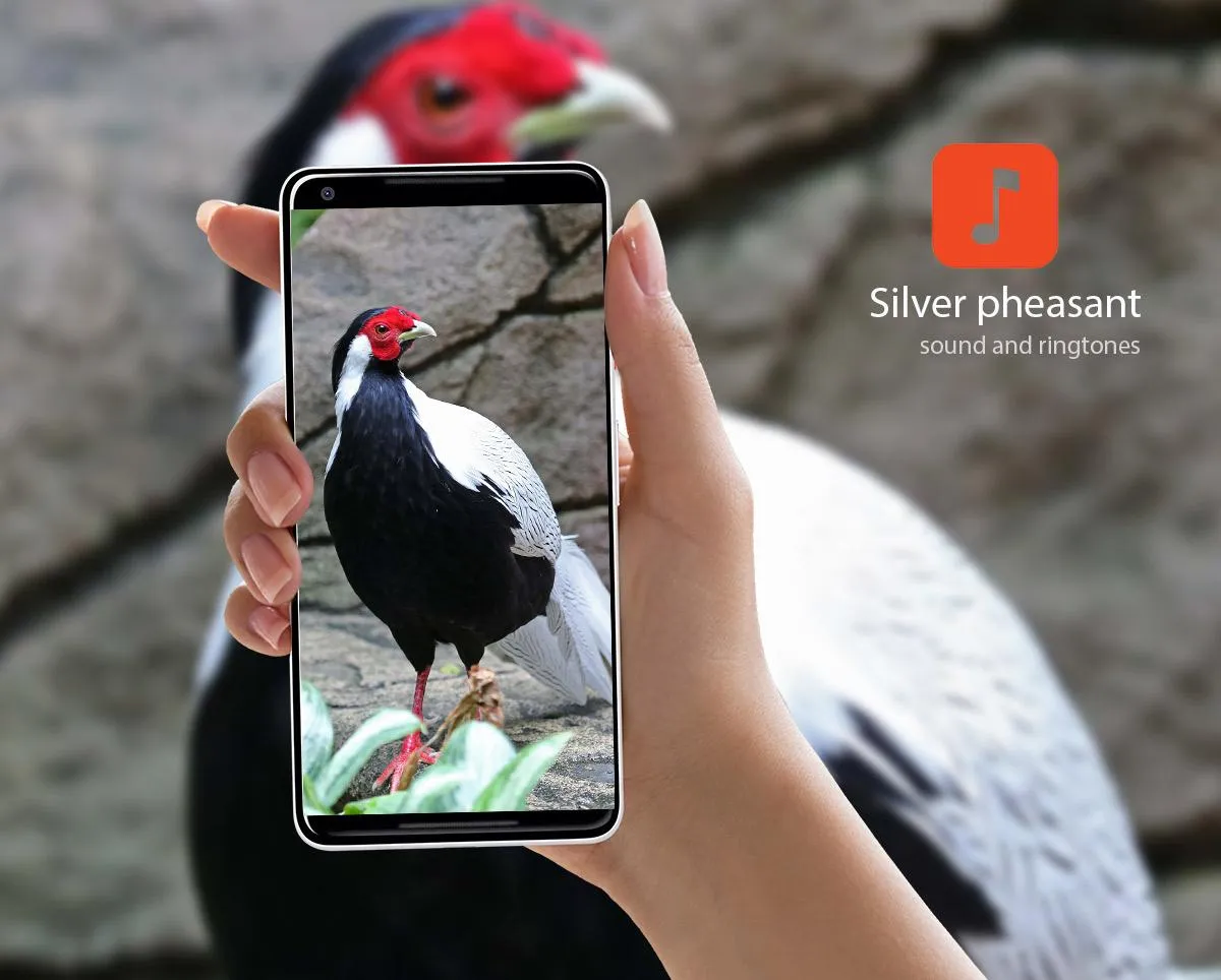 Silver pheasant Sounds | Indus Appstore | Screenshot