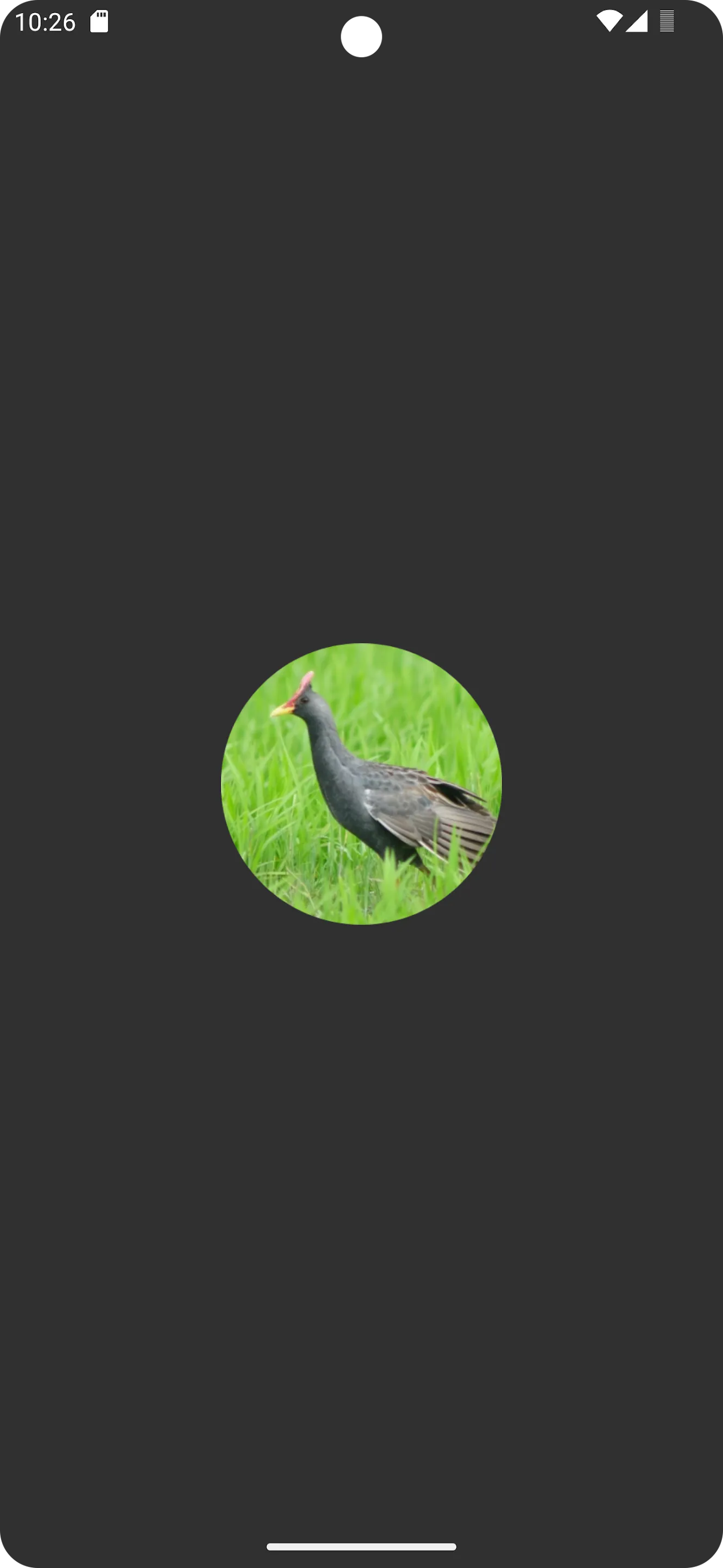 Watercock Bird Sound | Indus Appstore | Screenshot