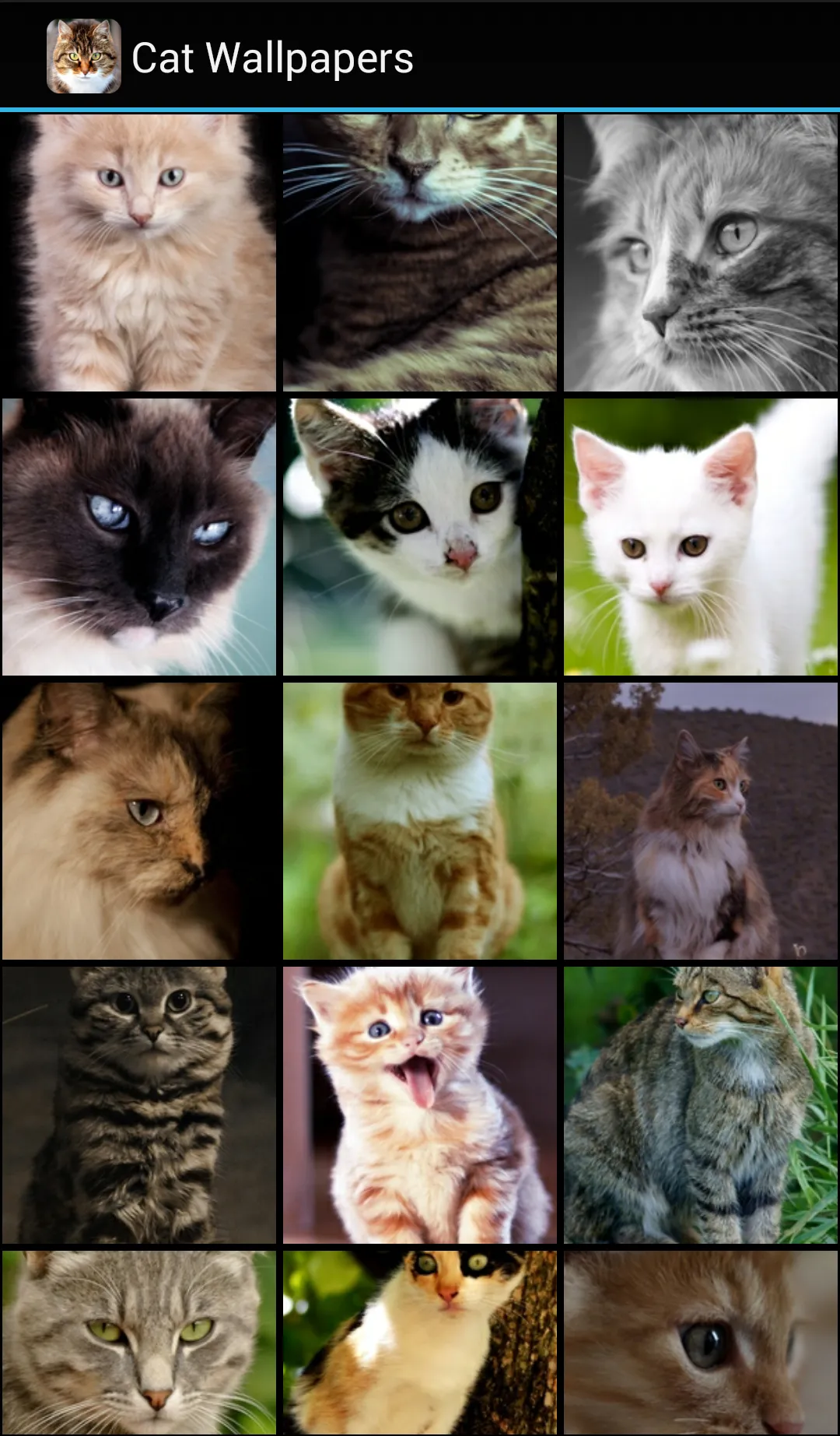 Cat Wallpapers | Indus Appstore | Screenshot