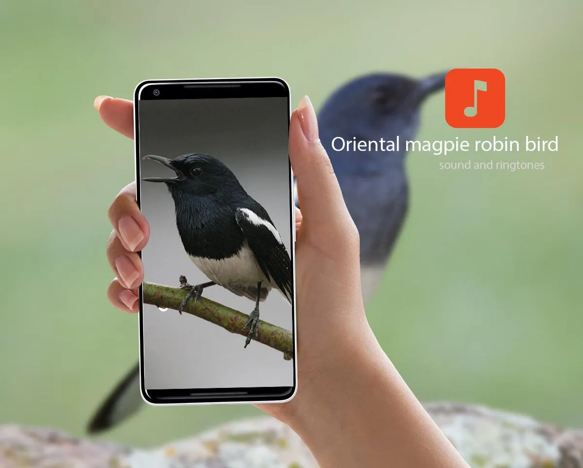 Oriental magpie robin sounds | Indus Appstore | Screenshot