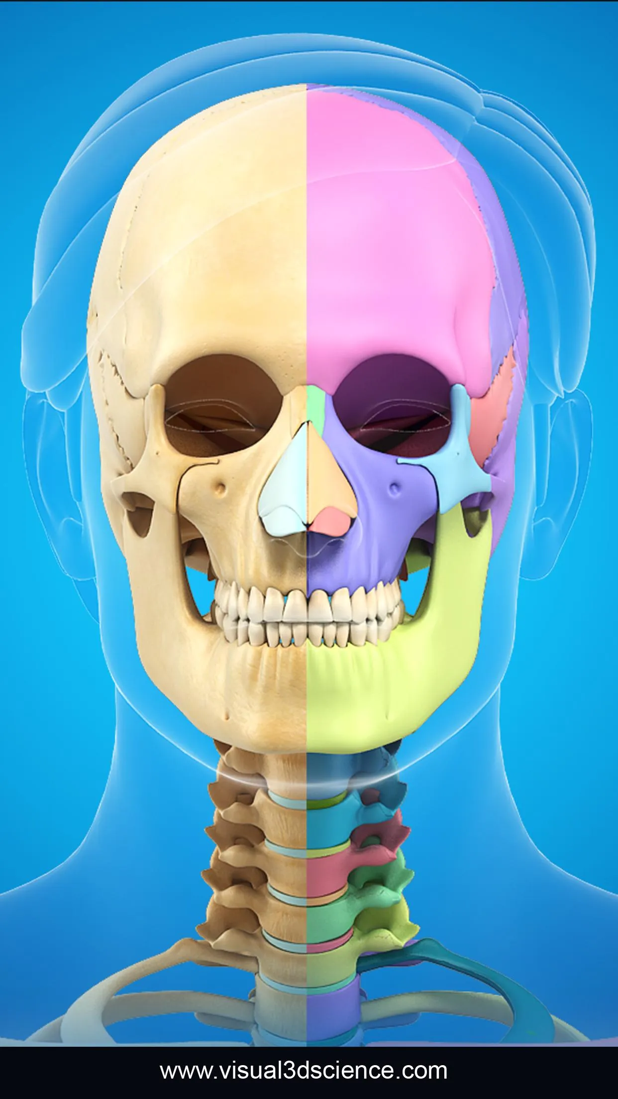 Skull Anatomy Pro. | Indus Appstore | Screenshot