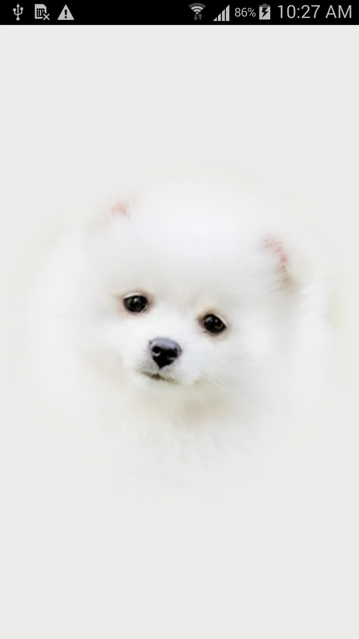 Cute Puppy Wallpapers | Indus Appstore | Screenshot