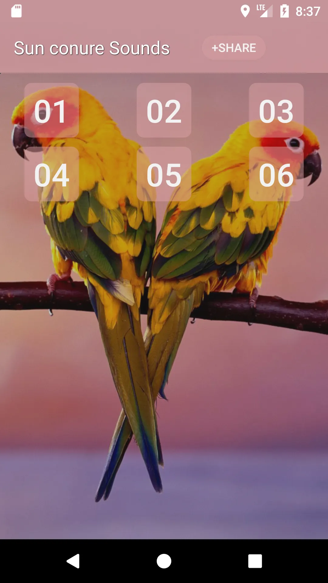 Sun conure bird sounds | Indus Appstore | Screenshot