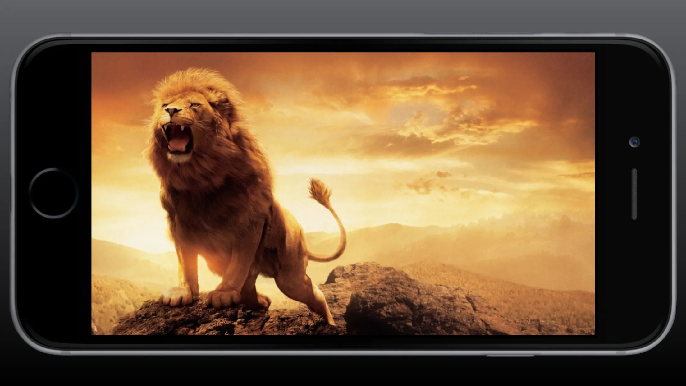 Lion Wallpaper | Indus Appstore | Screenshot