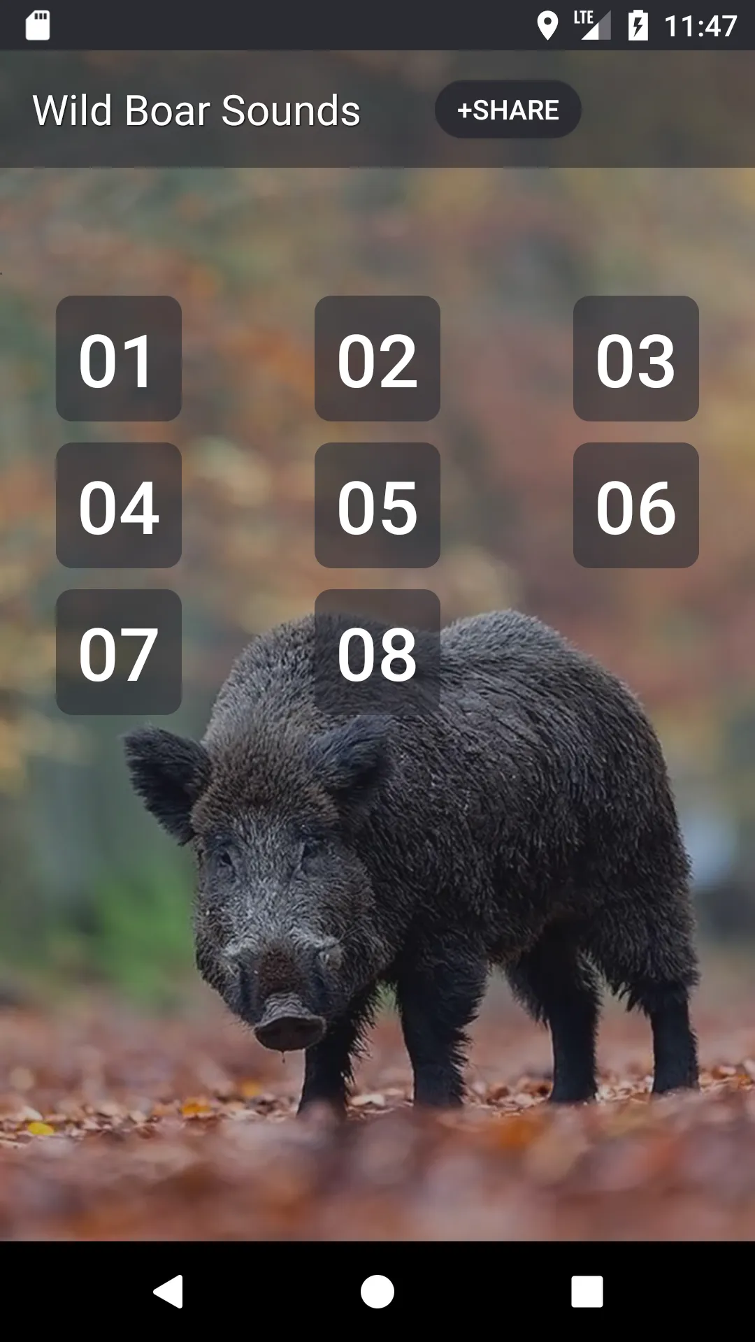 Wild boar Soundboard | Indus Appstore | Screenshot