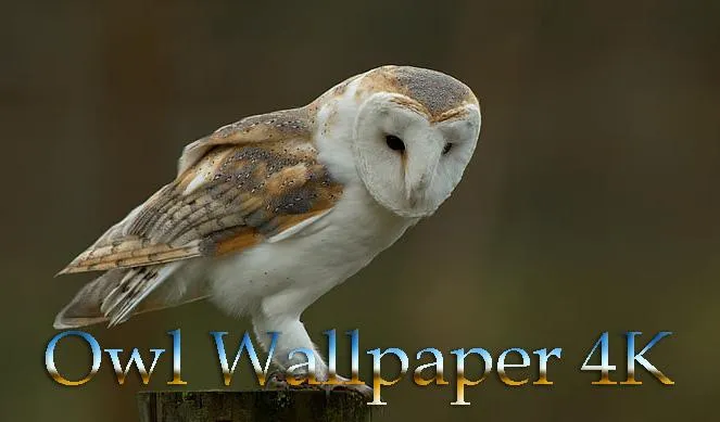 Owl Wallpaper 4K | Indus Appstore | Screenshot