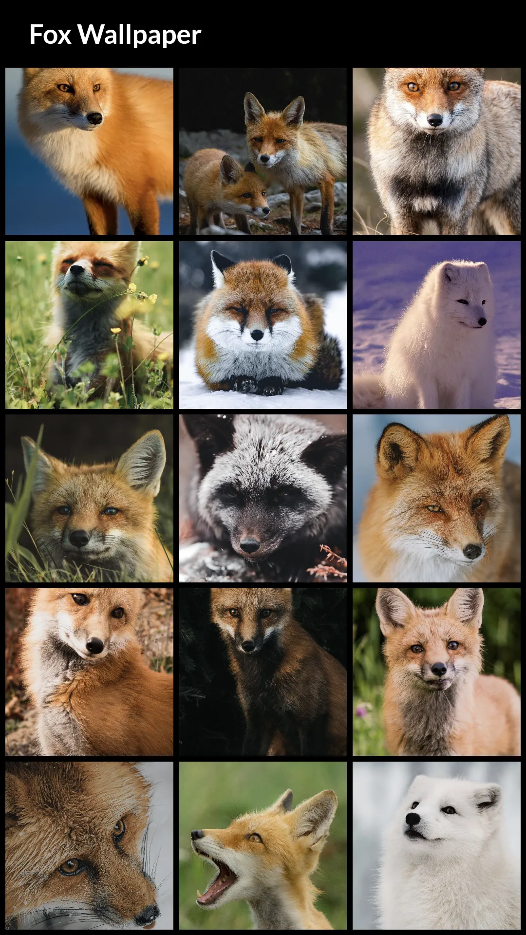 Fox Wallpapers | Indus Appstore | Screenshot