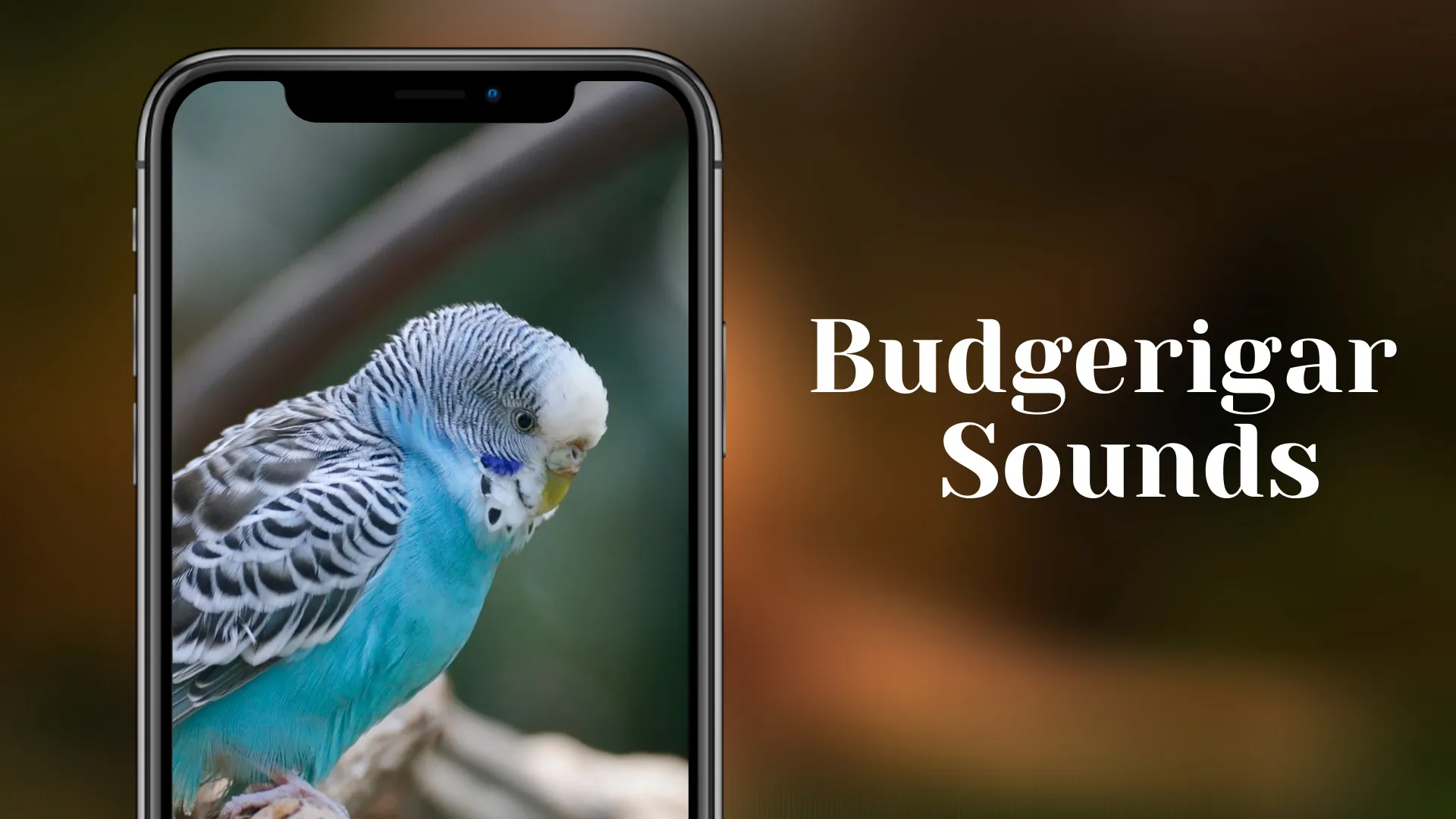 Budgerigar Sounds | Indus Appstore | Screenshot