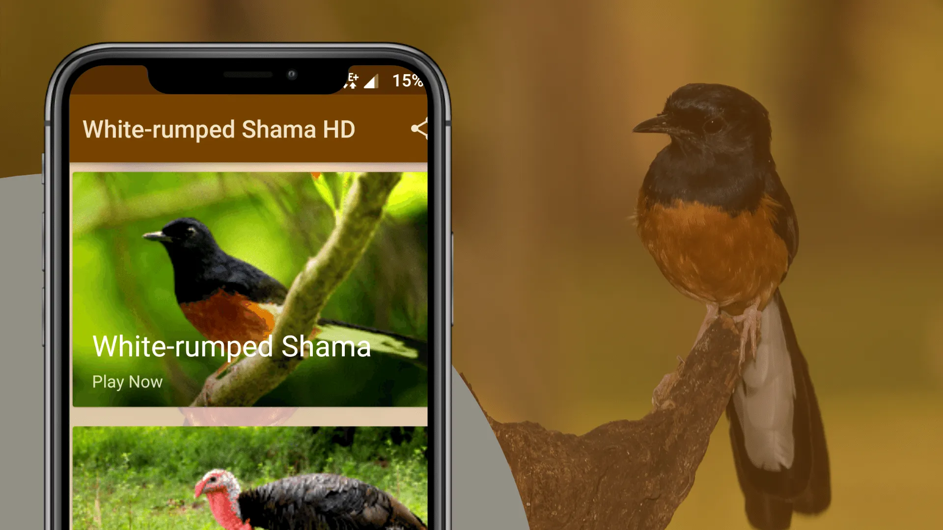 White-rumped Shama Sounds | Indus Appstore | Screenshot