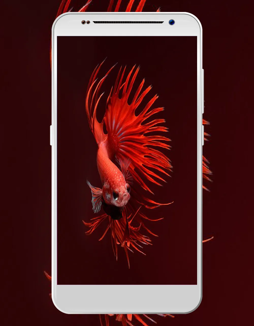 betta fish wallpapers HD - 4K | Indus Appstore | Screenshot