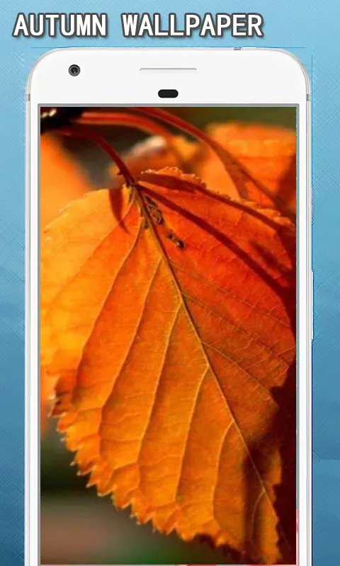 Autumn Wallpapers Hd | Indus Appstore | Screenshot