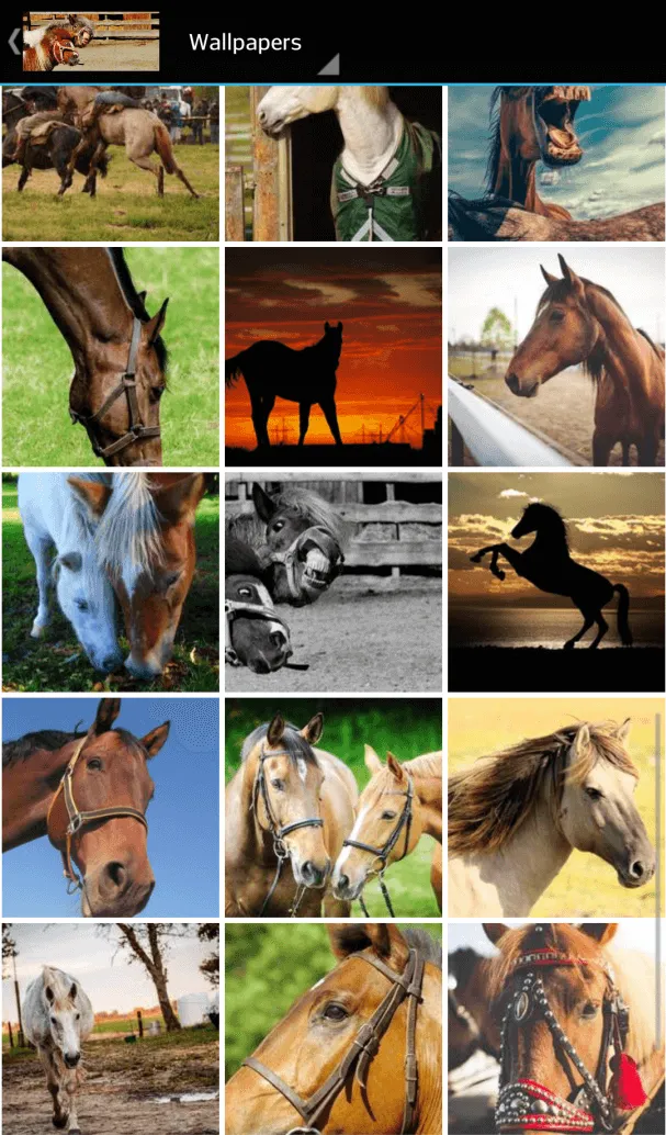 horse pictures | Indus Appstore | Screenshot