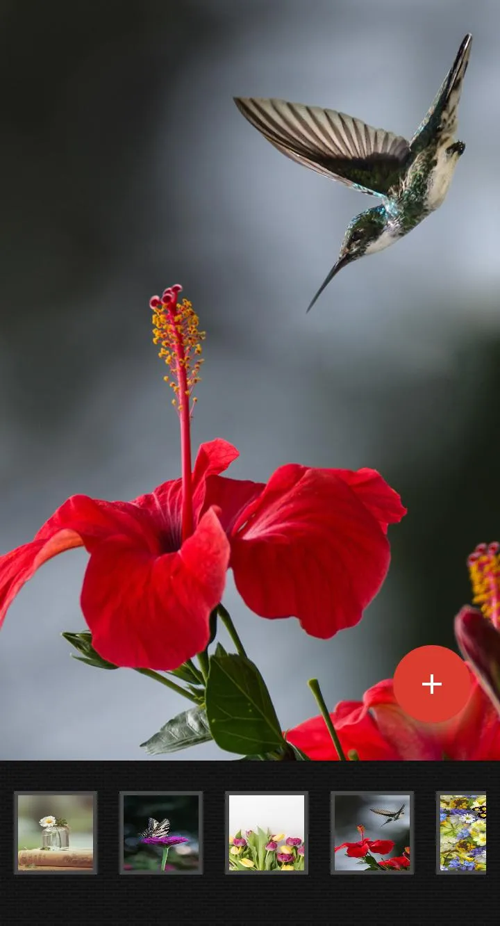 Flowers Wallpaper | Indus Appstore | Screenshot