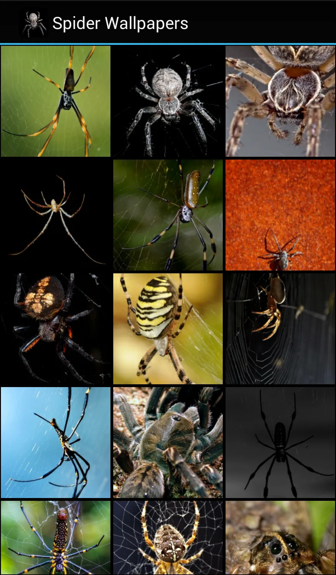 Spider Wallpapers | Indus Appstore | Screenshot