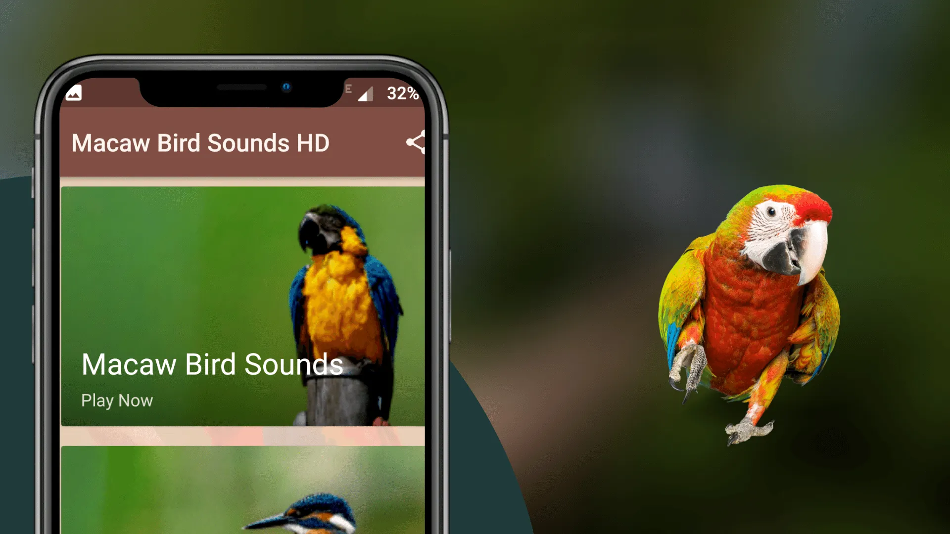 Macaw Bird Sounds | Indus Appstore | Screenshot