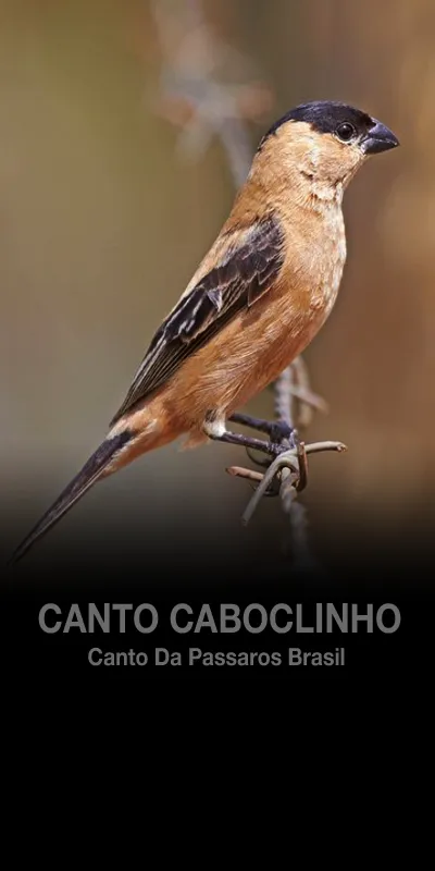 Canto Caboclinho | Indus Appstore | Screenshot