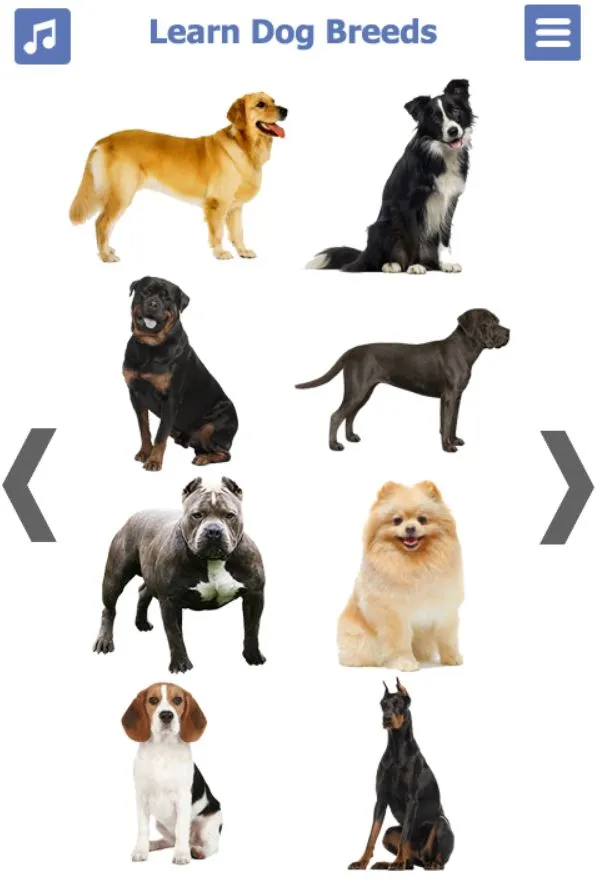 Dog Breeds | Golden Retriever  | Indus Appstore | Screenshot