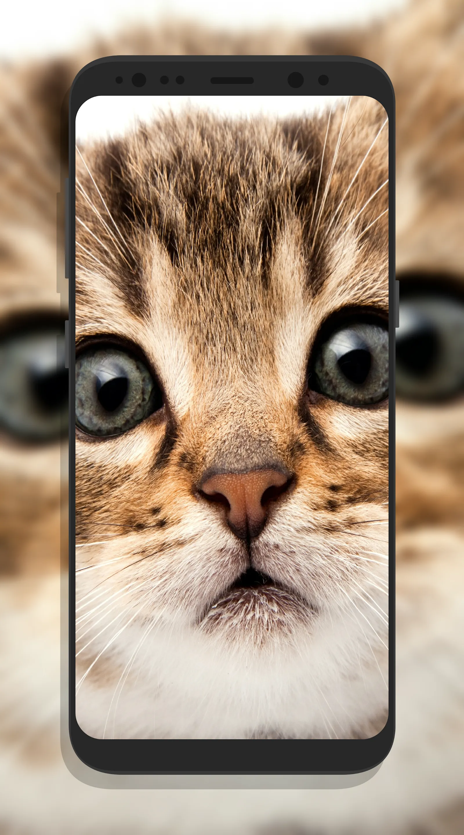 Cute Cat Wallpapers | Indus Appstore | Screenshot