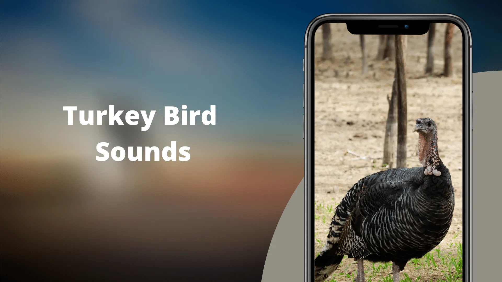 Turkey Sounds | Indus Appstore | Screenshot