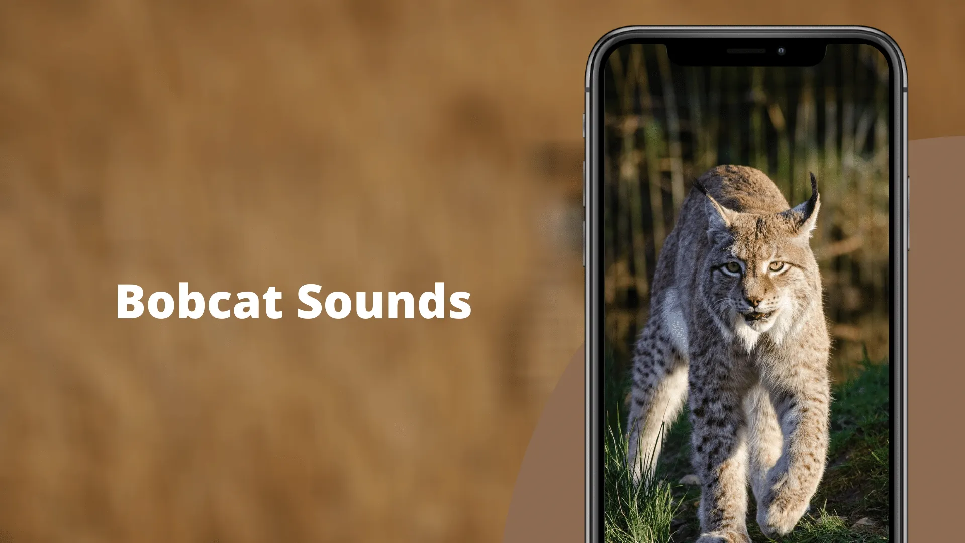 Bobcat Sounds | Indus Appstore | Screenshot