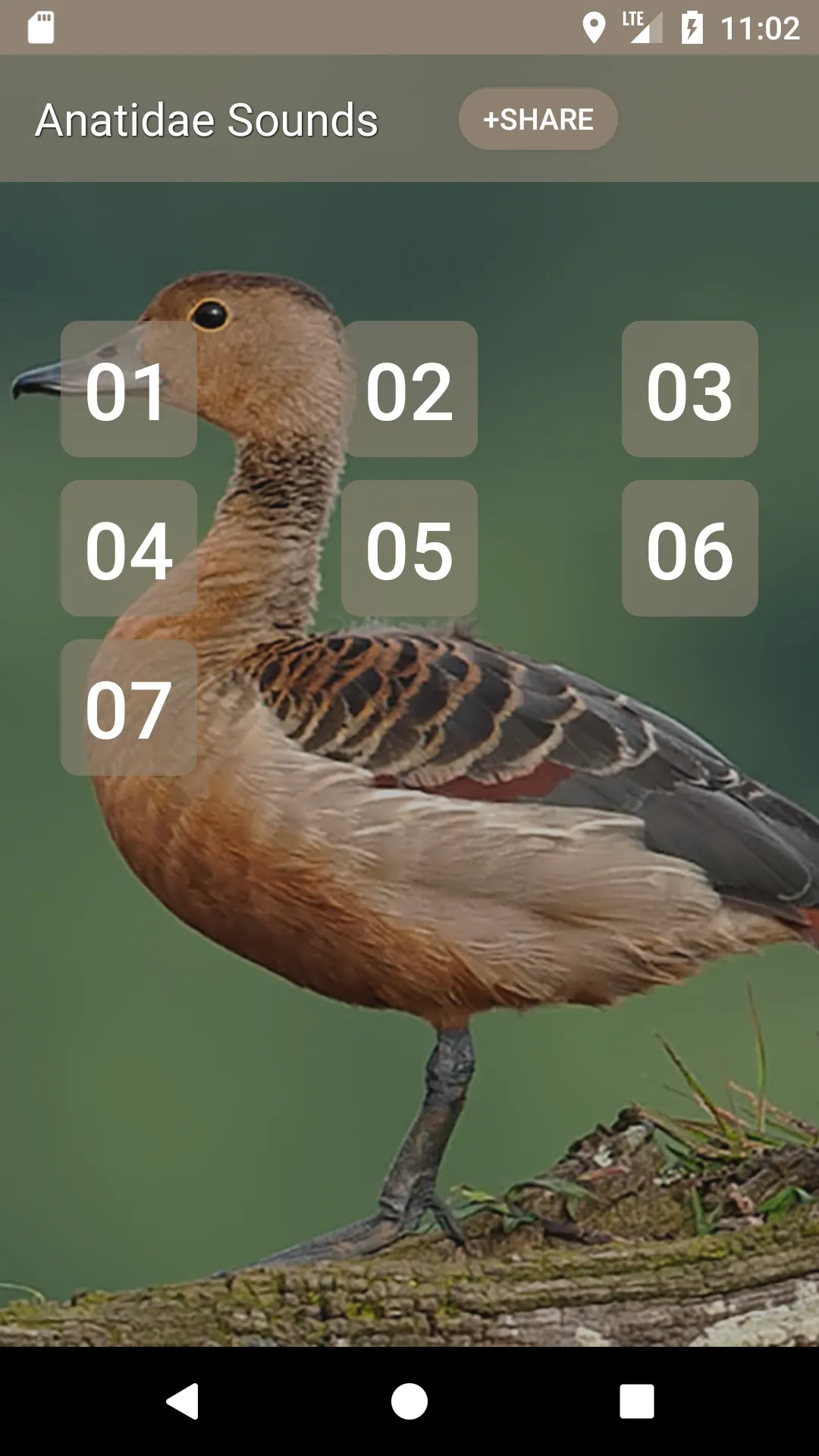 Anatidae Sound | Indus Appstore | Screenshot