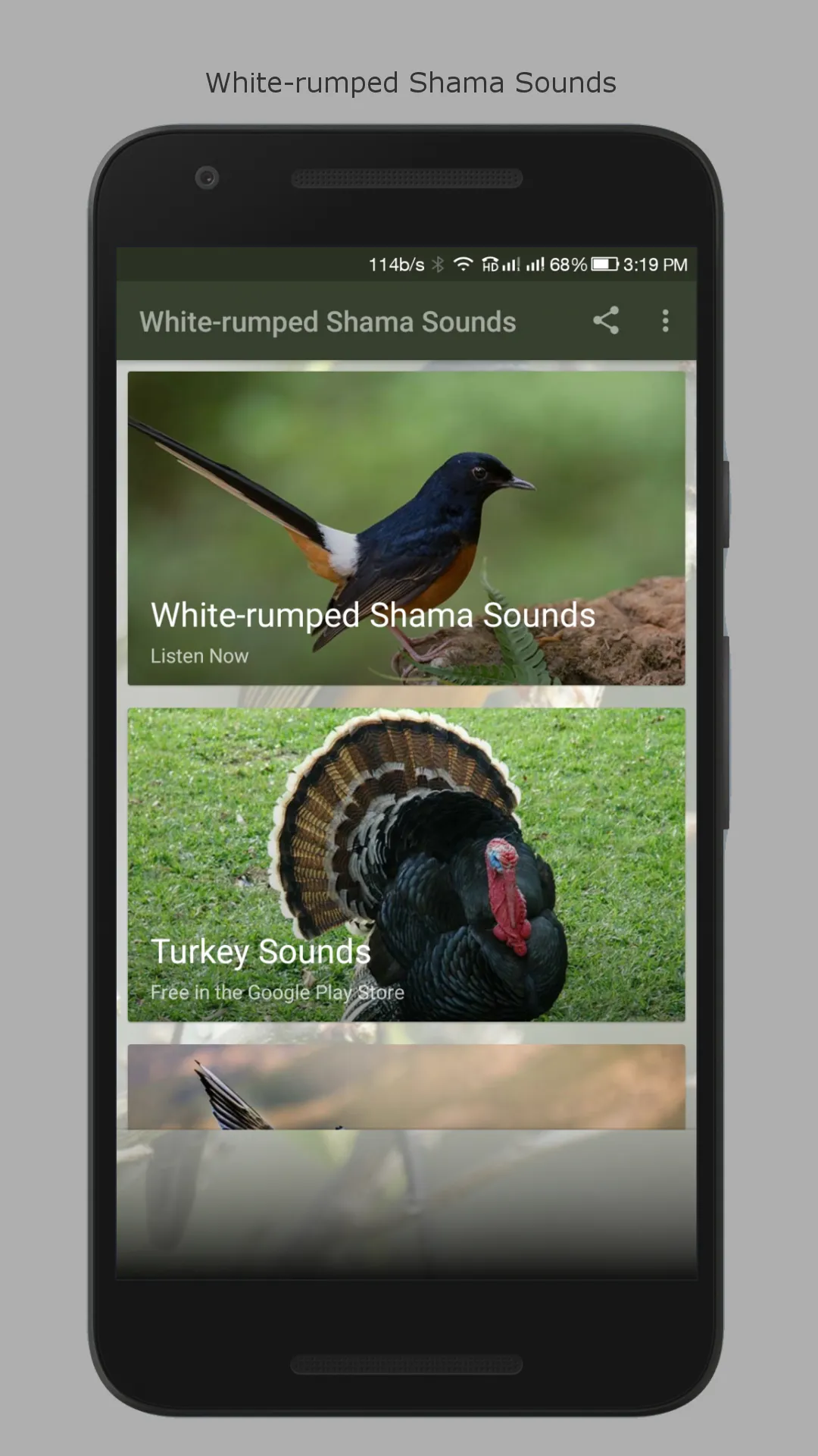 White-rumped Shama Sounds | Indus Appstore | Screenshot