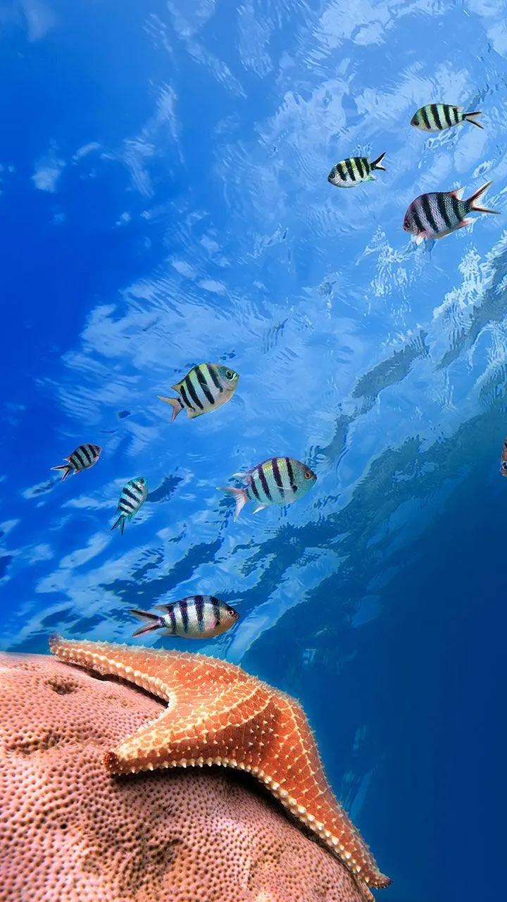 Ocean Fish Live Wallpaper | Indus Appstore | Screenshot