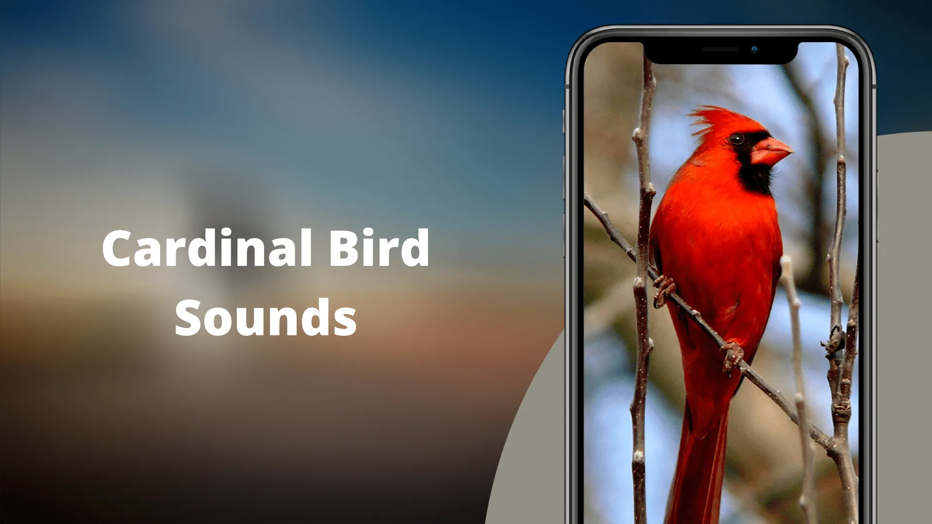 Cardinal Bird Sounds | Indus Appstore | Screenshot