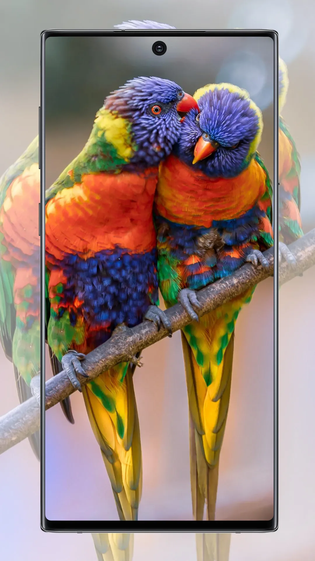 Cute Parrot Wallpaper | Indus Appstore | Screenshot