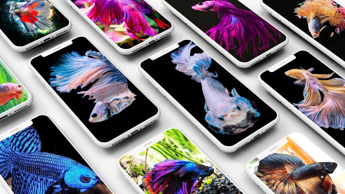 Betta Fish Wallpapers | Indus Appstore | Screenshot