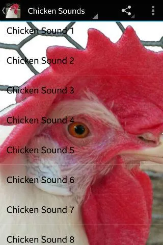 Chicken Sounds | Indus Appstore | Screenshot