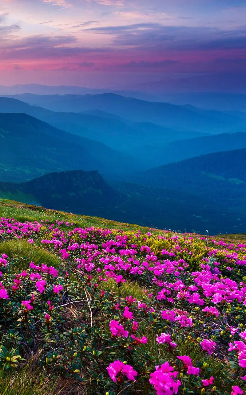 Mountain Flower Live Wallpaper | Indus Appstore | Screenshot