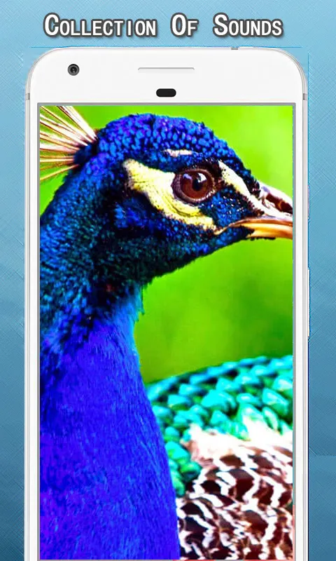 Peacock Sounds Ringtone | Indus Appstore | Screenshot